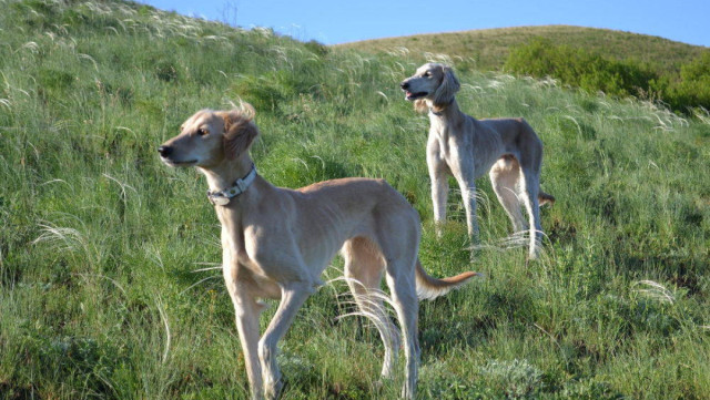 В Казахстане усиливают работу по сохранению национальных пород собак