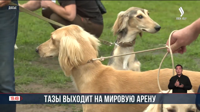 Тазы выходит на мировую арену