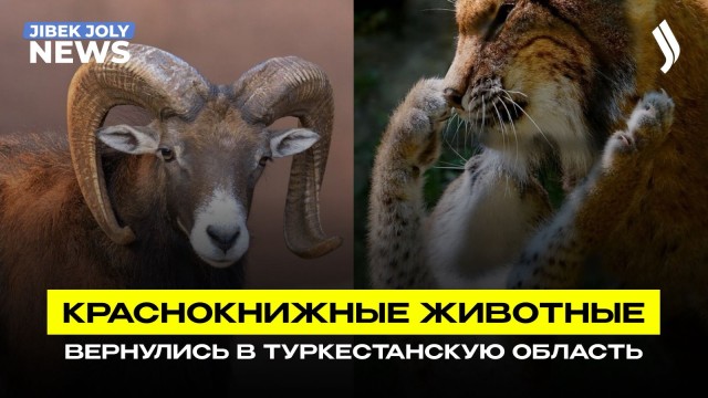 Животные из Красной книги снова появляются в дикой природе