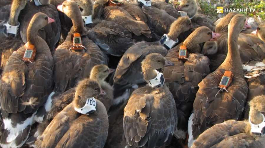 Ястреб-перепелятник. Почему пернатые путешественники возвращаются в одни и те же места?