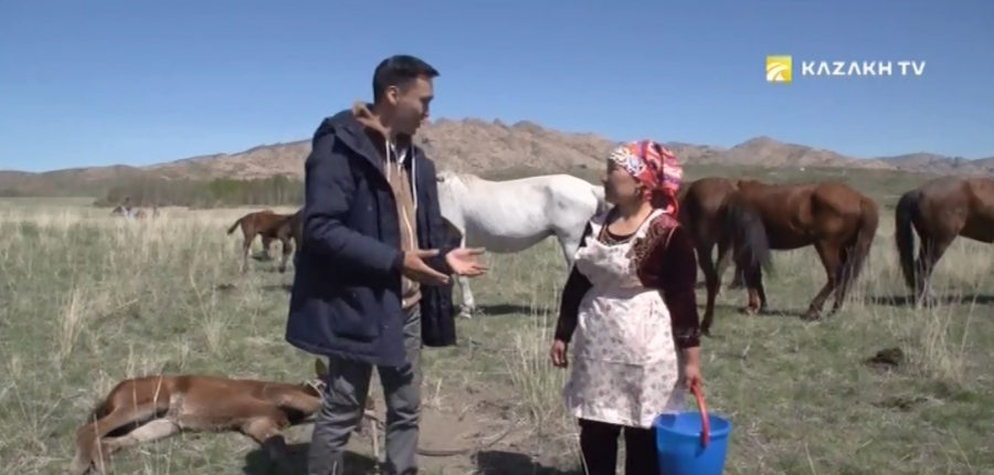 Как проводят Той «Кок майса» в Казахстане?