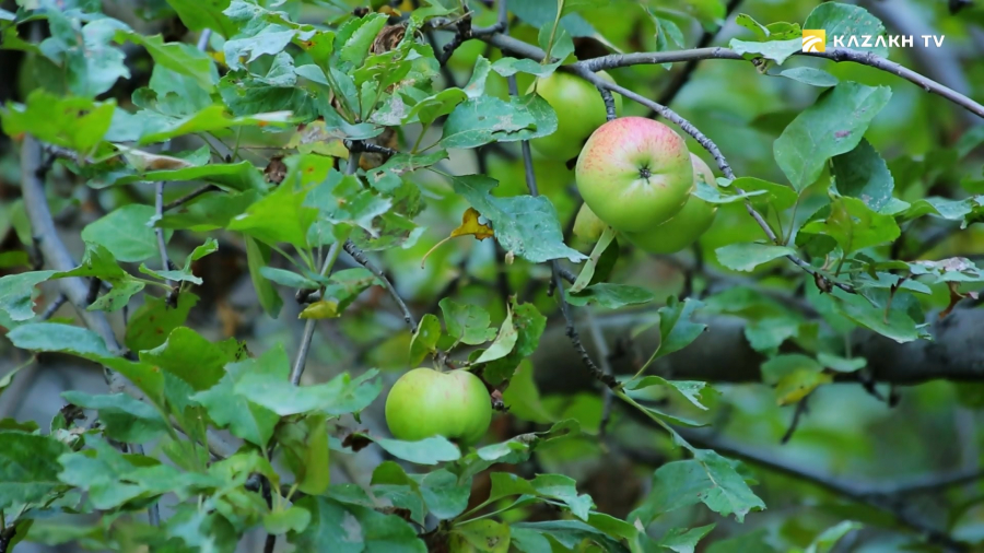 Яблоня Сиверса