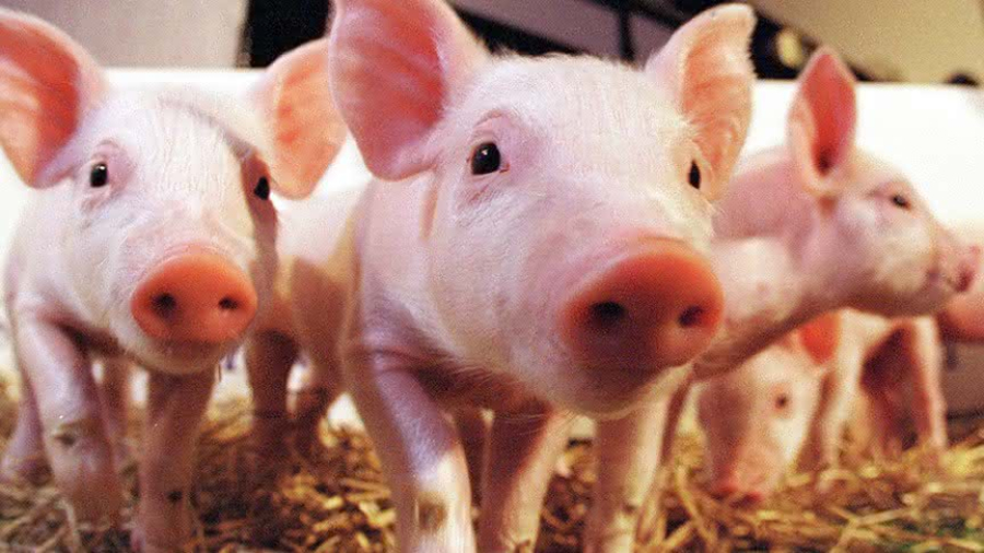 Свиноводство – самое рентабельное направление животноводства в РК?