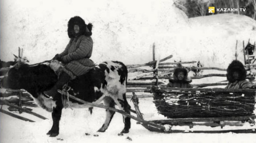 Мальчик ведет быка