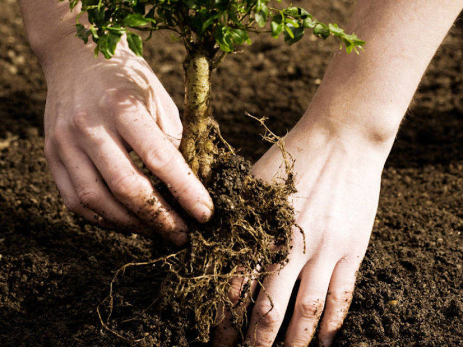 Қазақстан ғалымдары сирек өсімдіктерді тың тәсілмен  көбейтуде