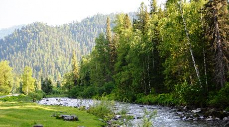 На безымянном плато в Алтайской тайге