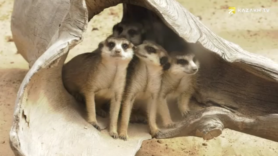 Какие истории хранит в себе Алматинский зоопарк?