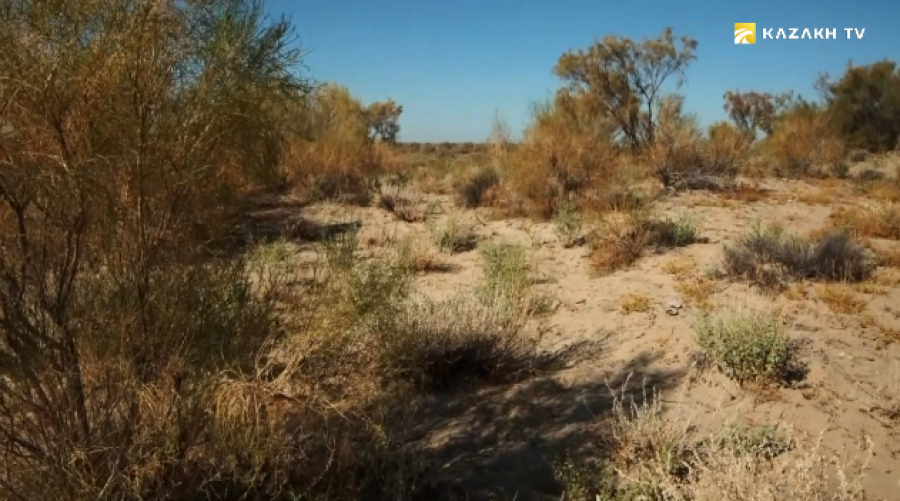 Сексеуілдің емдік қасиеті мен пайдасы