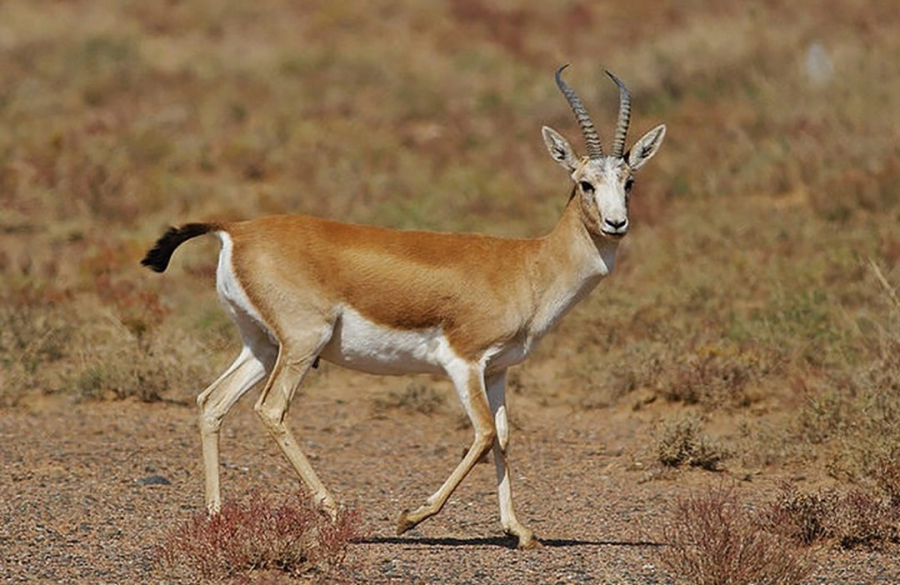 Қарақұйрық – қауіп төнсе, дабыл қақ!