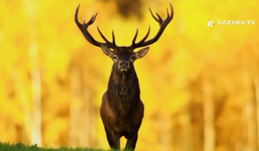 Аблайкит: Буддийская жемчужина Алтая