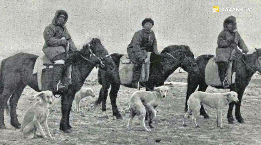 Охота в Тургайской степи. Гончие собаки породы «Тазы»