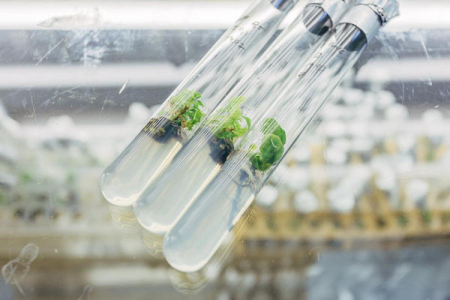 Қазақстандық биологтар Қызыл кітапқа енген өсімдіктерді клондайды