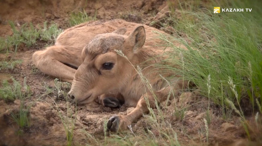 Үстірт ақбөкендерін іздеу сапары