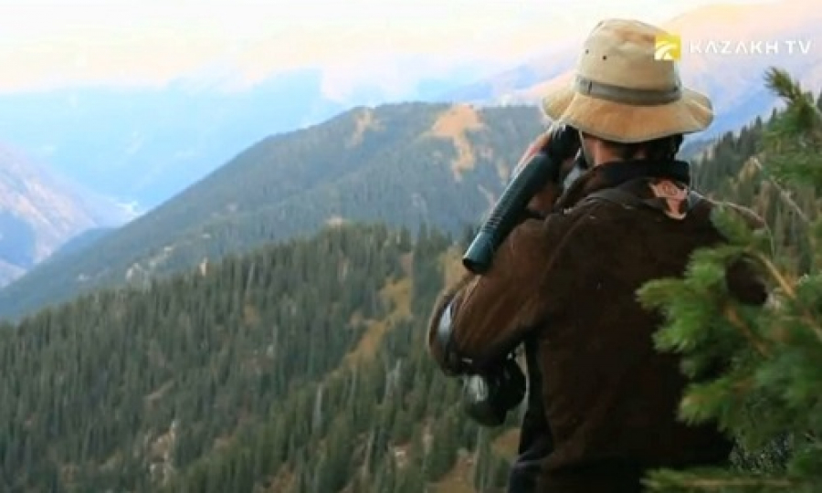 Горные козлы-теке