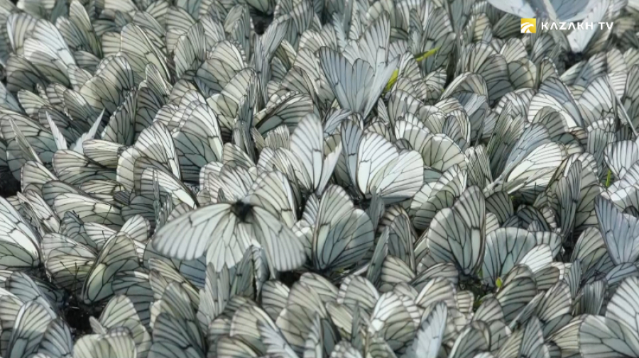 Какие насекомые могут есть мясо?